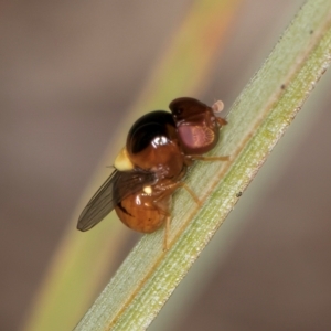 Chloropidae (family) at Blue Devil Grassland, Umbagong Park (BDG) - 10 Jan 2024