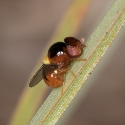 Chloropidae (family) (Frit fly) at Umbagong District Park - 10 Jan 2024 by kasiaaus