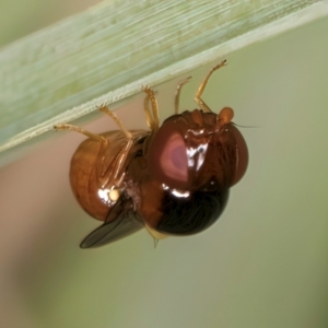 Chloropidae (family) at Blue Devil Grassland, Umbagong Park (BDG) - 10 Jan 2024 04:50 PM