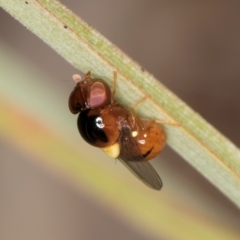 Chloropidae (family) at Blue Devil Grassland, Umbagong Park (BDG) - 10 Jan 2024 04:50 PM