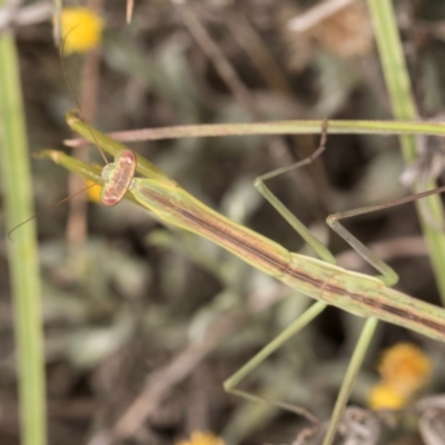 Pseudomantis albofimbriata at Blue Devil Grassland, Umbagong Park (BDG) - 10 Jan 2024 by kasiaaus