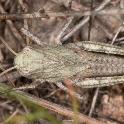 Gastrimargus musicus (Yellow-winged Locust or Grasshopper) at Latham, ACT - 10 Jan 2024 by kasiaaus