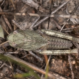 Gastrimargus musicus at Blue Devil Grassland, Umbagong Park (BDG) - 10 Jan 2024 05:18 PM