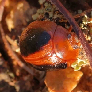 Dicranosterna immaculata at Dryandra St Woodland - 11 Jan 2024