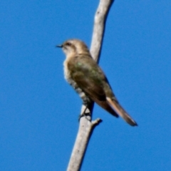 Chrysococcyx basalis (Horsfield's Bronze-Cuckoo) at Lake Ginninderra - 12 Jan 2024 by Thurstan