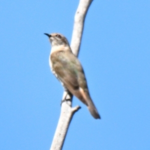 Chrysococcyx basalis at Lake Ginninderra - 12 Jan 2024