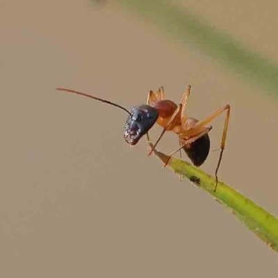 Camponotus consobrinus (Banded sugar ant) at Dryandra St Woodland - 11 Jan 2024 by ConBoekel