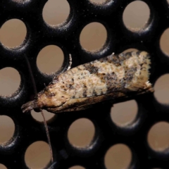 Merophyas therina (a Tortrix Moth) at Turner, ACT - 9 Jan 2024 by ConBoekel