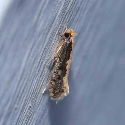 Monopis crocicapitella (Bird Nest Moth) at Turner, ACT - 7 Jan 2024 by ConBoekel