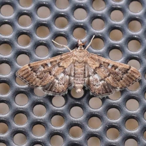 Nacoleia rhoeoalis at Turner, ACT - 8 Jan 2024