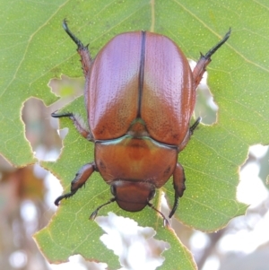 Anoplognathus hirsutus at Point Hut to Tharwa - 7 Jan 2017