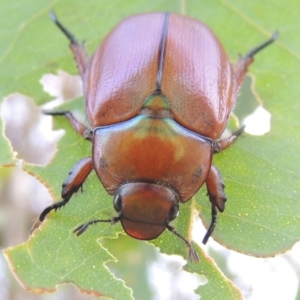 Anoplognathus hirsutus at Point Hut to Tharwa - 7 Jan 2017