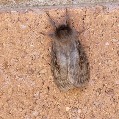 Leptocneria reducta (White Cedar Moth) at Sullivans Creek, Lyneham South - 12 Jan 2024 by trevorpreston