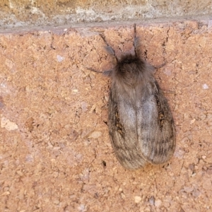 Leptocneria reducta at Sullivans Creek, Lyneham South - 12 Jan 2024