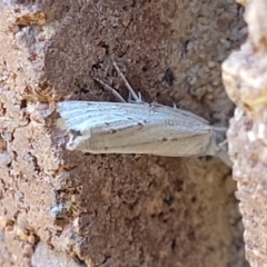 Culladia cuneiferellus (Crambinae moth) at Lyneham, ACT - 12 Jan 2024 by trevorpreston