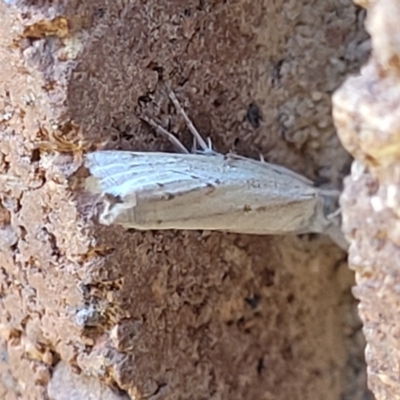 Culladia cuneiferellus (Crambinae moth) at Lyneham, ACT - 12 Jan 2024 by trevorpreston