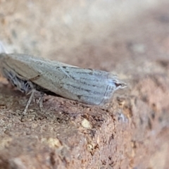 Culladia cuneiferellus at Sullivans Creek, Lyneham South - 12 Jan 2024 11:28 AM