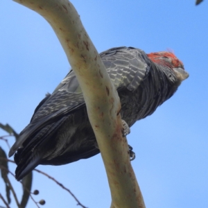 Callocephalon fimbriatum at Lions Youth Haven - Westwood Farm A.C.T. - 12 Jan 2024