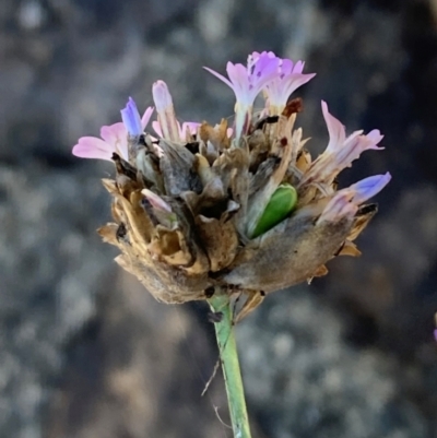 Petrorhagia nanteuilii (Proliferous Pink, Childling Pink) at Mount Ainslie to Black Mountain - 12 Jan 2024 by SilkeSma