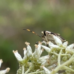 Oncocoris geniculatus (A shield bug) at Red Hill Nature Reserve - 7 Jan 2024 by JamonSmallgoods