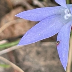 Eupodoidea (super family) (A mite) at Red Hill Nature Reserve - 7 Jan 2024 by JamonSmallgoods