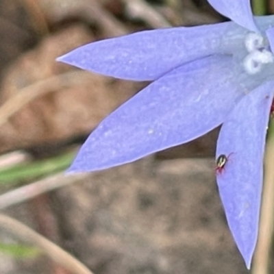 Eupodoidea (super family) (A mite) at Red Hill Nature Reserve - 7 Jan 2024 by JamonSmallgoods