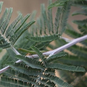 Orthodera ministralis at Cook, ACT - 20 Jan 2023