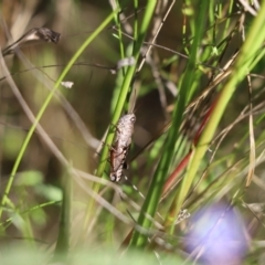 Phaulacridium vittatum (Wingless Grasshopper) at Cook, ACT - 1 Apr 2021 by Tammy