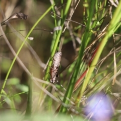 Phaulacridium vittatum (Wingless Grasshopper) at Cook, ACT - 1 Apr 2021 by Tammy