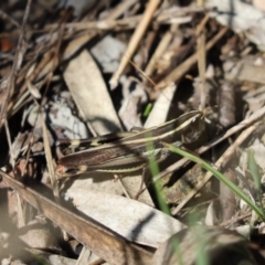 Macrotona australis (Common Macrotona Grasshopper) at Cook, ACT - 17 Apr 2022 by Tammy