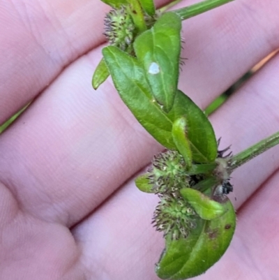 Opercularia aspera (Coarse Stinkweed) at Croajingolong National Park - 6 Dec 2023 by Tapirlord