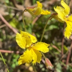 Velleia paradoxa (Spur Velleia) at Michelago, NSW - 5 Dec 2023 by Tapirlord