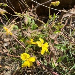 Velleia paradoxa at Michelago, NSW - 6 Dec 2023