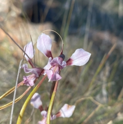 Diuris dendrobioides (Late Mauve Doubletail) by Tapirlord