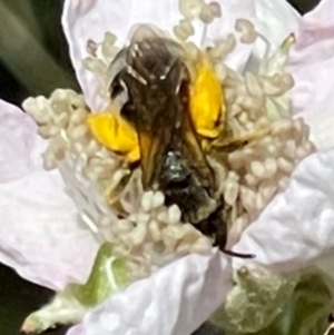 Lasioglossum (Chilalictus) sp. (genus & subgenus) at Mugga Mugga NR (MUG) - 7 Jan 2024