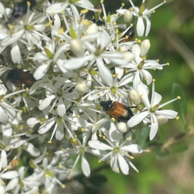 Phyllotocus navicularis (Nectar scarab) at Mugga Mugga NR (MUG) - 7 Jan 2024 by JamonSmallgoods