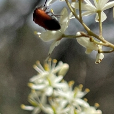 Ecnolagria grandis (Honeybrown beetle) at Mount Mugga Mugga - 7 Jan 2024 by JamonSmallgoods