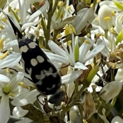 Hoshihananomia leucosticta (Pintail or Tumbling flower beetle) at Mount Mugga Mugga - 7 Jan 2024 by JamonSmallgoods