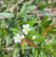 Sannantha pluriflora (Twiggy Heath Myrtle, Tall Baeckea) at Croajingolong National Park - 7 Dec 2023 by Tapirlord