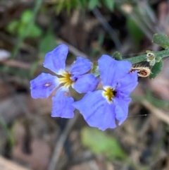 Dampiera stricta (Blue Dampiera) at Croajingolong National Park - 7 Dec 2023 by Tapirlord