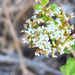 Platysace lanceolata (Shrubby Platysace) at Croajingolong National Park - 7 Dec 2023 by Tapirlord