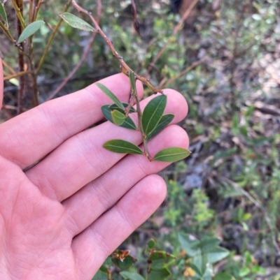 Acacia myrtifolia (Myrtle Wattle) at Croajingolong National Park - 7 Dec 2023 by Tapirlord