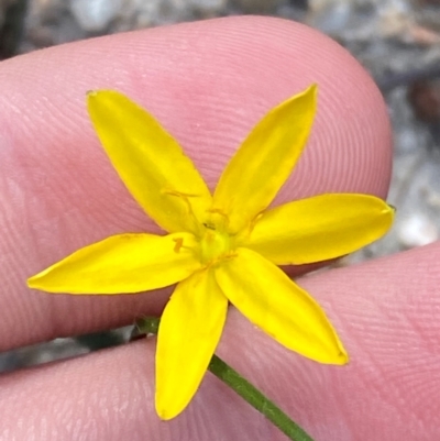 Hypoxis hygrometrica var. hygrometrica (Golden Weather-grass) at Croajingolong National Park - 7 Dec 2023 by Tapirlord