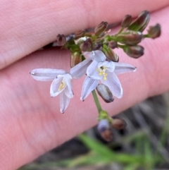 Caesia parviflora var. minor (Small Pale Grass-lily) at Croajingolong National Park - 7 Dec 2023 by Tapirlord