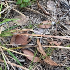 Caesia parviflora var. minor at Croajingolong National Park - 7 Dec 2023 04:40 PM