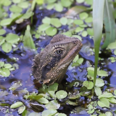 Intellagama lesueurii lesueurii at Capalaba, QLD - 11 Jan 2024 by TimL