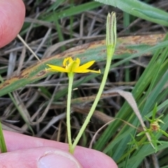 Hypoxis hygrometrica var. villosisepala (Golden Weather-grass) at The Pinnacle - 10 Jan 2024 by sangio7