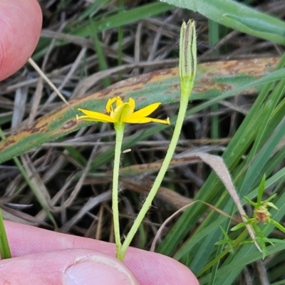 Hypoxis hygrometrica var. villosisepala (Golden Weather-grass) at Weetangera, ACT - 10 Jan 2024 by sangio7
