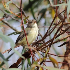 Smicrornis brevirostris (Weebill) at Gossan Hill - 11 Jan 2024 by Trevor