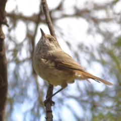 Acanthiza pusilla (Brown Thornbill) at GG272 - 11 Jan 2024 by Trevor